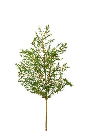 Barrkvist - Grön - 50 cm - www.frokenfraken.se