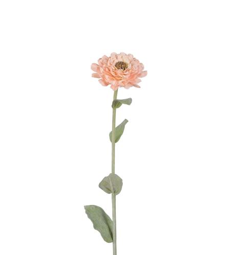 Zinnia - Aprikos - 58 cm - www.frokenfraken.se