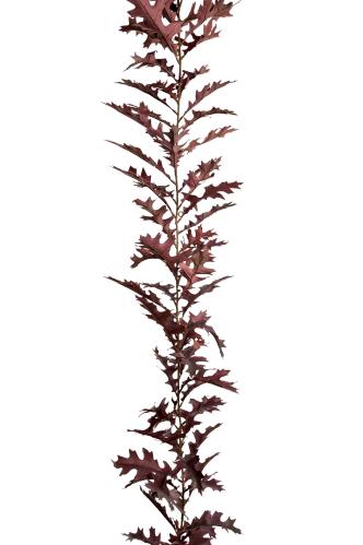 Girlang - Vinröd - 185 cm - www.frokenfraken.se