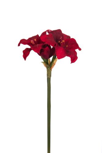 Amaryllis - Röd - 35 cm - www.frokenfraken.se