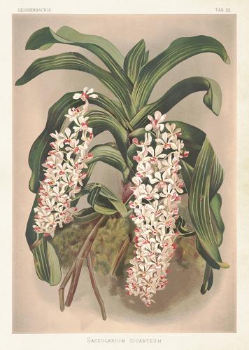 Poster - Vintage - Reichenbachia - 50 x 70 cm - www.frokenfraken.se