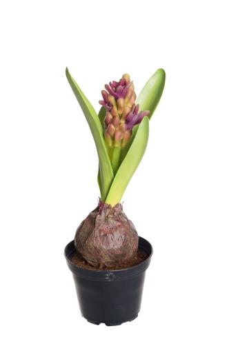 Hyacint - Lila - 22 cm - www.frokenfraken.se