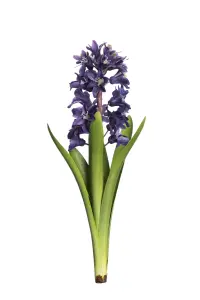 Hyacint - Blå - 32 cm - www.frokenfraken.se