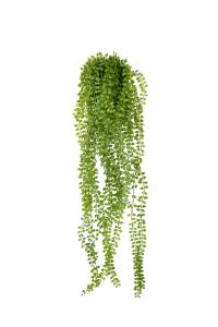 Dischidia - Grön - 70 cm - www.frokenfraken.se