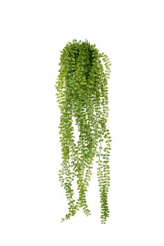 Dischidia - Grön - 70 cm - www.frokenfraken.se