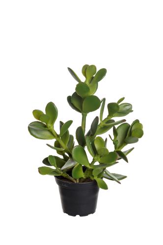 Crassula - Grön - 23 cm - www.frokenfraken.se