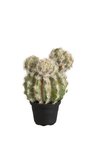Kaktus - Grön - 20 cm - www.frokenfraken.se