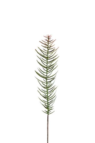 Gran - Grön - 50 cm - www.frokenfraken.se