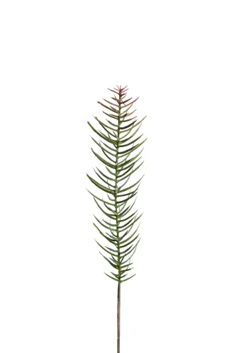Gran - Grön - 50 cm - www.frokenfraken.se