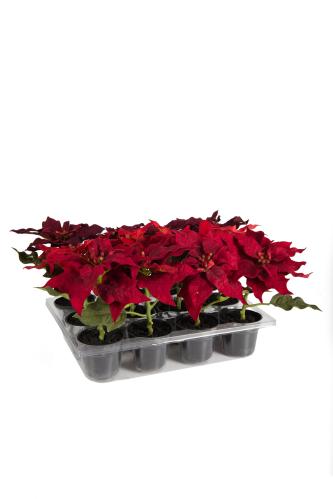 Julstjärna - Röd - 16 cm - www.frokenfraken.se