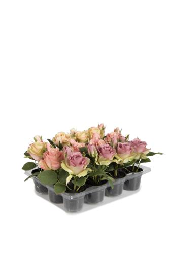Ros - Gammelrosa/lila/aprikos - 15 cm - www.frokenfraken.se
