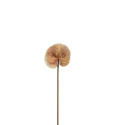 Anthurium - Brun - 70 cm - www.frokenfraken.se