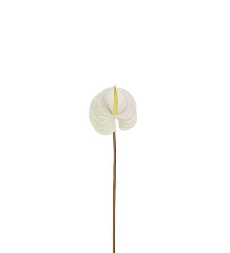 Anthurium - Vit - 70 cm - www.frokenfraken.se