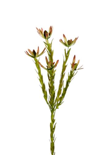 Safari - Grön - 65 cm - www.frokenfraken.se