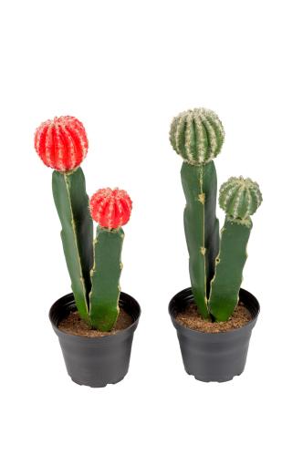 MIX - Kaktus - Mix - 23 cm - www.frokenfraken.se