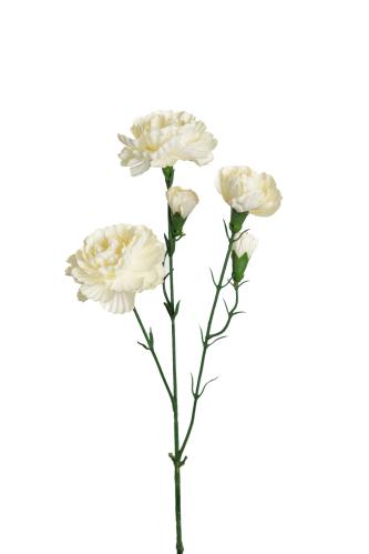Elegance nejlika - Vit - 65 cm - www.frokenfraken.se
