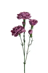 Elegance nejlika - Lila - 65 cm - www.frokenfraken.se