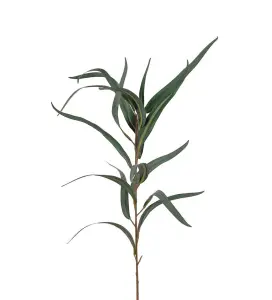 Eucalyptus - Grön - 60 cm - www.frokenfraken.se