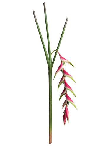 Heliconia - Rosa - 125 cm - www.frokenfraken.se