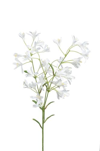 Agapanthus - Vit - 70 cm - www.frokenfraken.se
