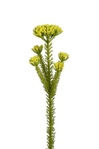 Statice - Gul - 30 cm - www.frokenfraken.se