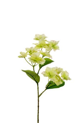 Hortensia - Grön - 50 cm - www.frokenfraken.se