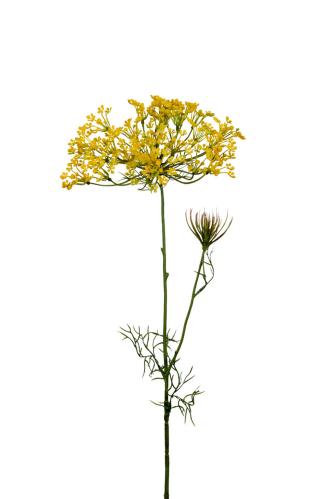 Allium - Gul - 70 cm - www.frokenfraken.se