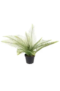 Ormbunke - Grön - 30 cm - www.frokenfraken.se