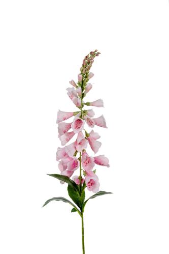 Digitalis - Rosa - 90 cm - www.frokenfraken.se
