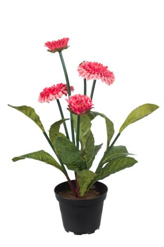 Bellis - Rosa - 30 cm - www.frokenfraken.se