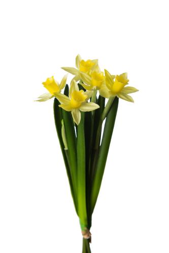 XXX_XXX_Påsklilja bunt - Gul - 20 cm - www.frokenfraken.se