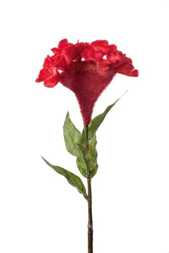 Celosia - Röd - 75 cm - www.frokenfraken.se