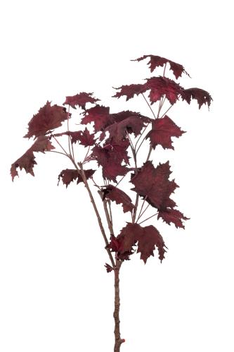 Lönn - Röd - 100 cm - www.frokenfraken.se
