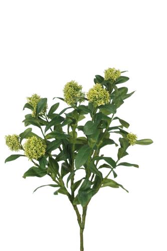 Skimmia - Grön - 70 cm - www.frokenfraken.se