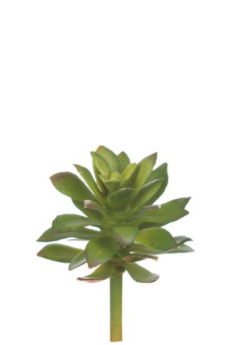Echeveria - Grön - 6 cm - www.frokenfraken.se