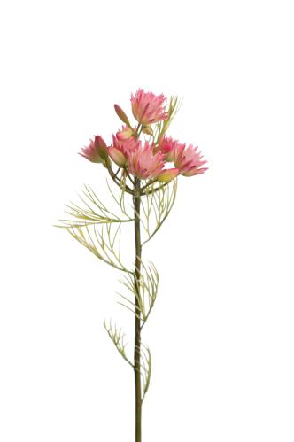 Blushing Bride - Rosa - 50 cm - www.frokenfraken.se