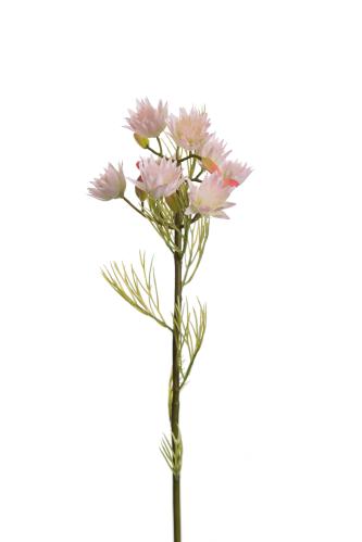 Blushing Bride - Rosa - 50 cm - www.frokenfraken.se