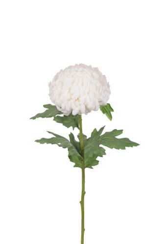 Chrystanthemum - Vit - 70 cm - www.frokenfraken.se
