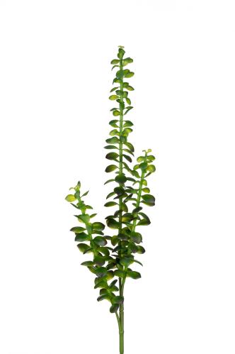 Succulent - Grön - 85 cm - www.frokenfraken.se