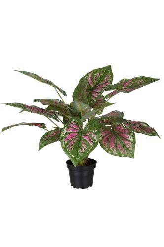 Caladium - Grön - 40 cm - www.frokenfraken.se