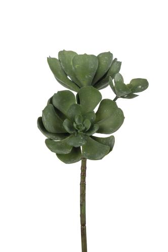 Echeveria - Grön - 50 cm - www.frokenfraken.se