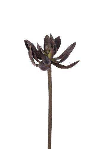 Echeveria - Röd - 50 cm - www.frokenfraken.se