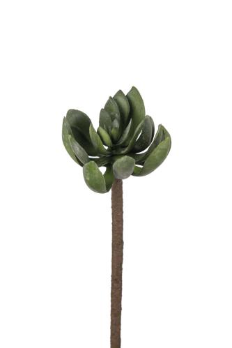 Echeveria - Grön - 50 cm - www.frokenfraken.se