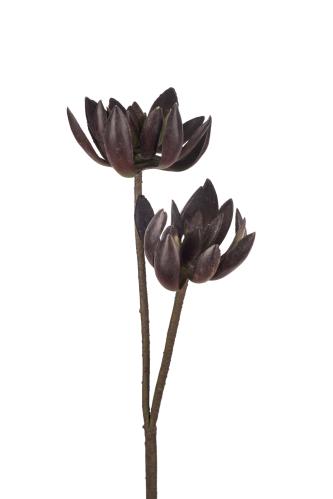 Echeveria - Röd - 75 cm - www.frokenfraken.se