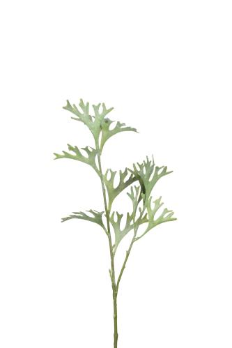 Älghornsbräken - 50 cm - www.frokenfraken.se