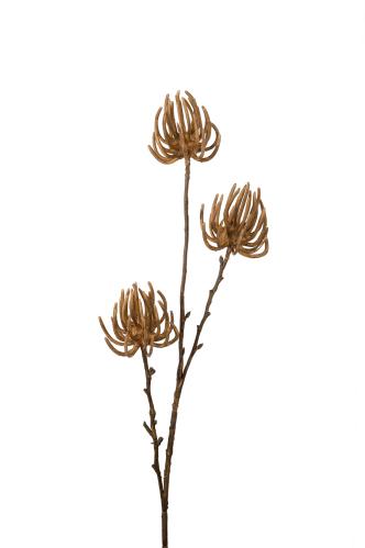 Succulent - Brun - 75 cm - www.frokenfraken.se