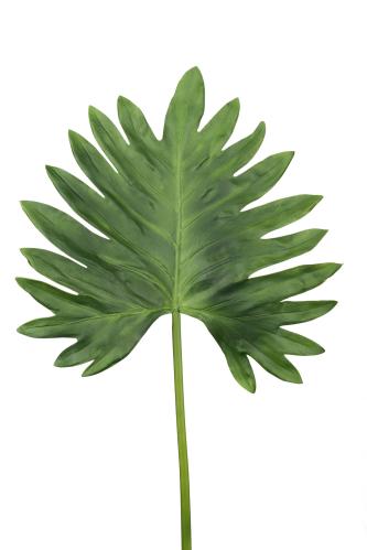 Blad - - 90 cm - www.frokenfraken.se