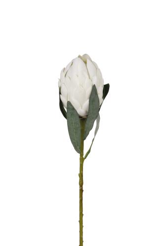 Protea - Vit - 60 cm - www.frokenfraken.se