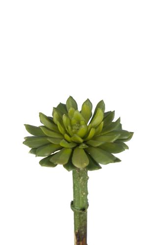 Succulent - Grön - 10 cm - www.frokenfraken.se