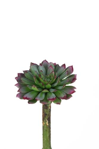 Succulent - Grön - 10 cm - www.frokenfraken.se